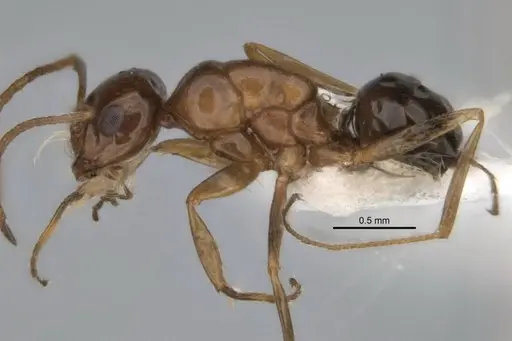 Melophorus paramorphomenus - JDM32-004561-1