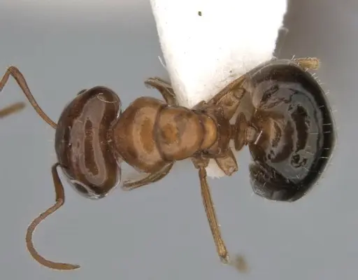 Melophorus paramorphomenus - JDM32-004561-2