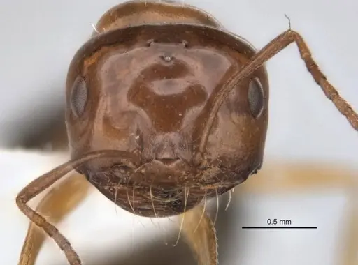 Melophorus paramorphomenus - JDM32-004561-2