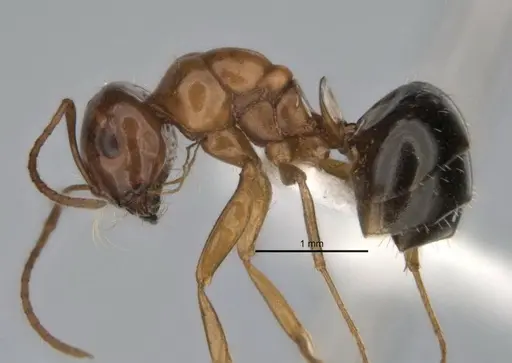 Melophorus paramorphomenus - JDM32-004561-2