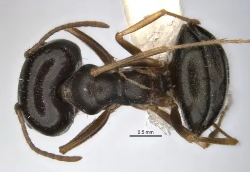 Melophorus parvimolaris specimen