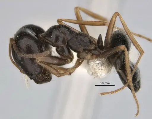 Melophorus parvimolaris specimen