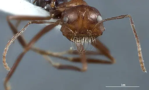 Melophorus pelorocephalus specimen