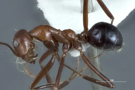 Melophorus pelorocephalus specimen