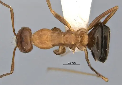 Melophorus platyceps specimen