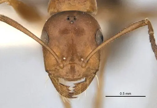 Melophorus platyceps specimen