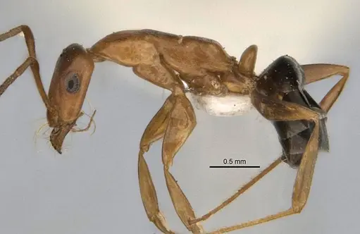 Melophorus platyceps specimen
