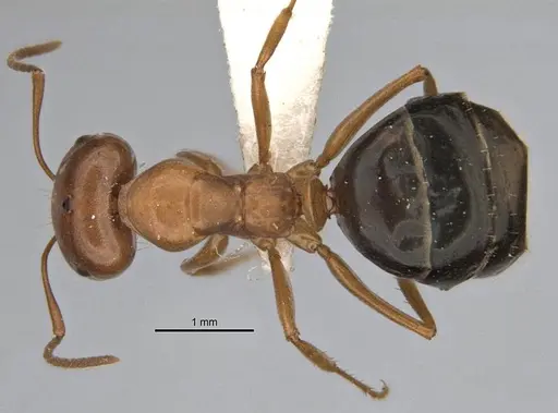 Melophorus platyceps - ANIC32-900117-2