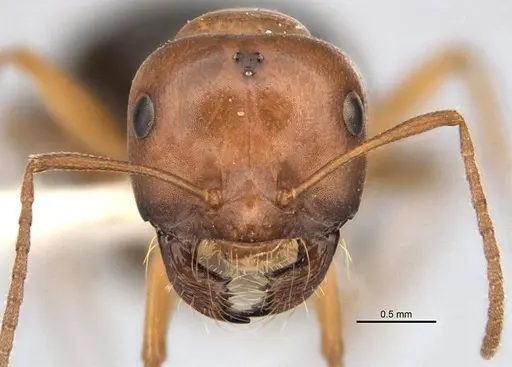 Melophorus platyceps - ANIC32-900117-2