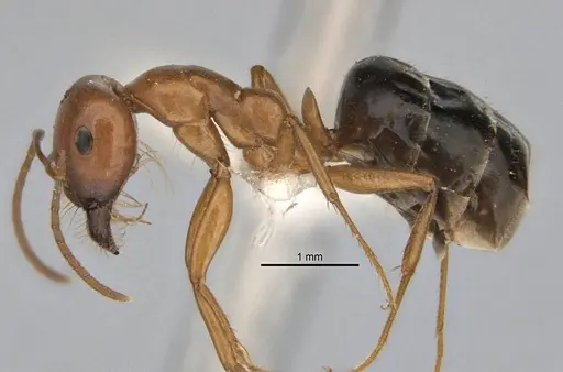 Melophorus platyceps - ANIC32-900117-2