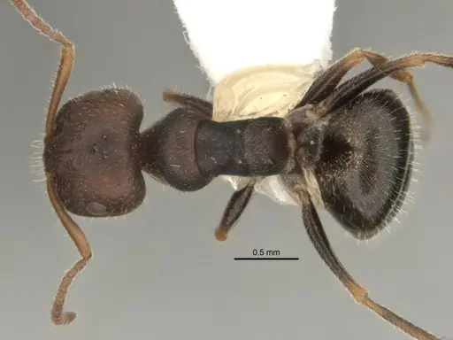Melophorus postlei specimen