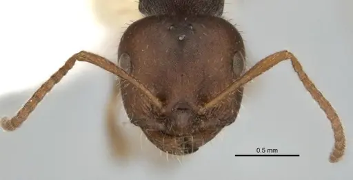 Melophorus postlei specimen