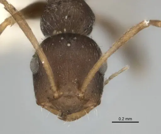 Melophorus postlei - ANIC32-900181