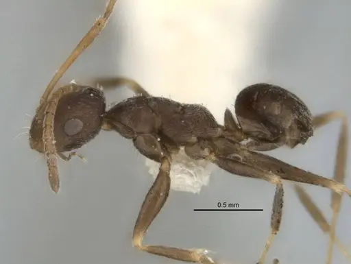 Melophorus postlei - ANIC32-900181