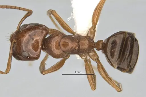 Melophorus potteri specimen