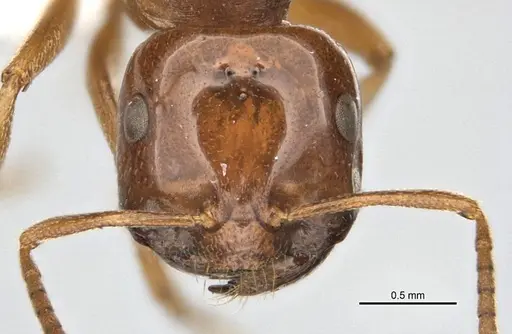 Melophorus potteri specimen