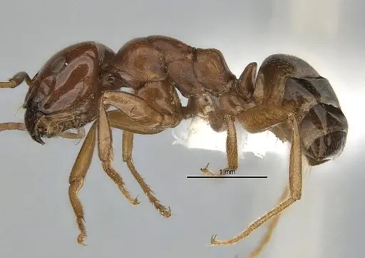 Melophorus potteri specimen