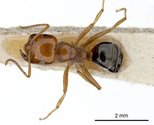 Melophorus potteri - ANTWEB1008199