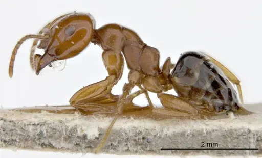 Melophorus potteri - ANTWEB1008199