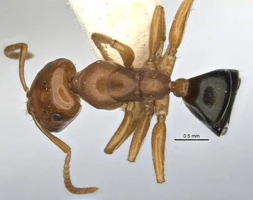 Melophorus potteri - JDM32-001572