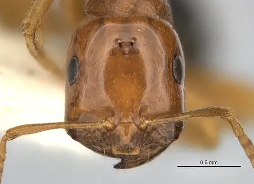 Melophorus potteri - JDM32-001572