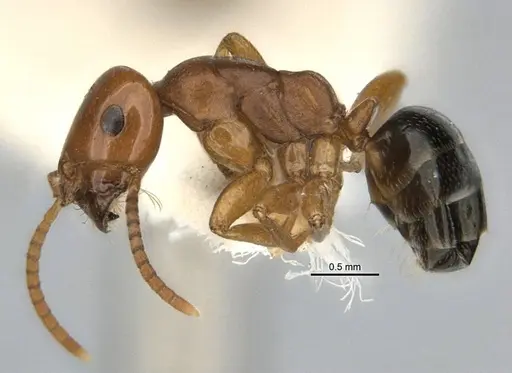 Melophorus potteri - JDM32-001572