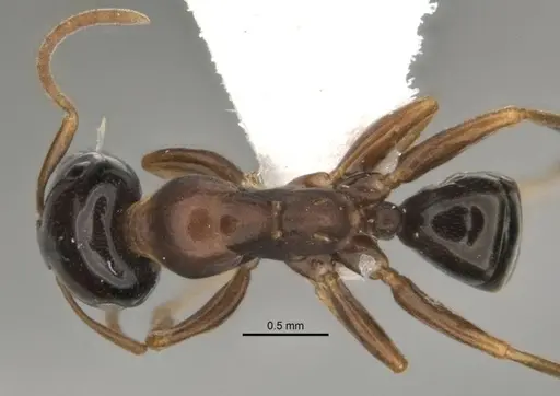 Melophorus potteri - JDM32-001575