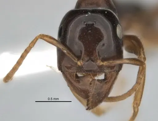 Melophorus potteri - JDM32-001575