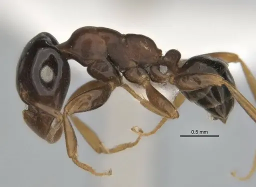 Melophorus potteri - JDM32-001575