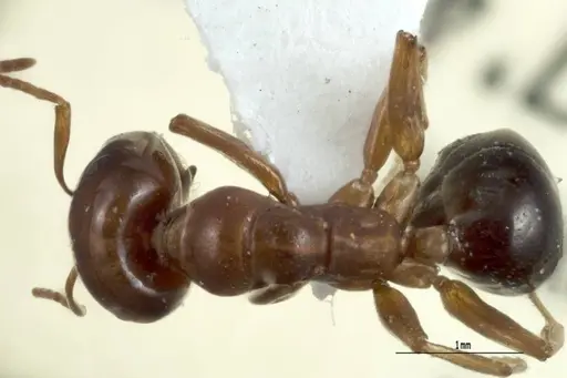 Melophorus potteri - JDM32-001576