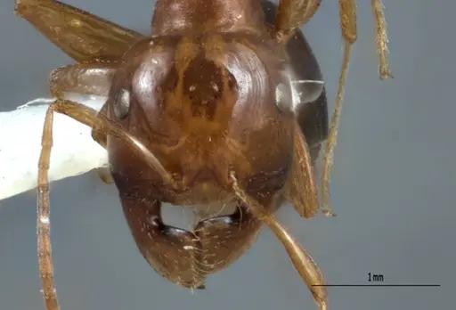 Melophorus potteri - JDM32-001576