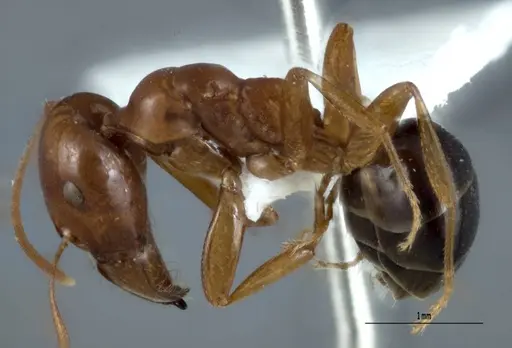 Melophorus potteri - JDM32-001576