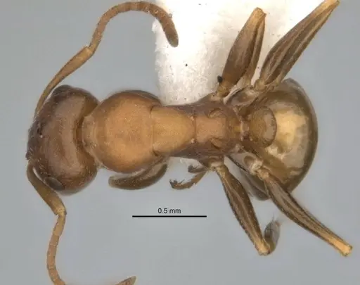 Melophorus potteri - JDM32-001578