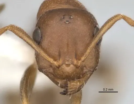 Melophorus potteri - JDM32-001578