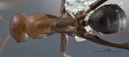 Melophorus praesens specimen