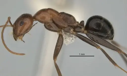 Melophorus praesens specimen