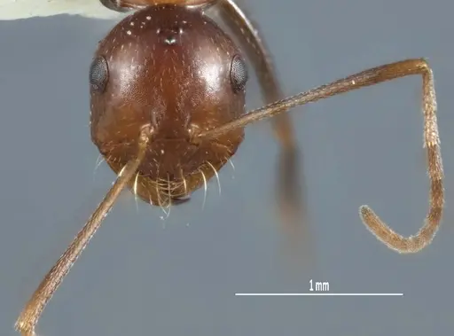 Melophorus praesens - ANIC32-900179-2
