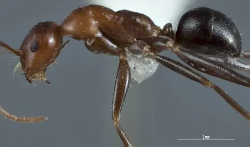 Melophorus praesens - ANIC32-900179-2