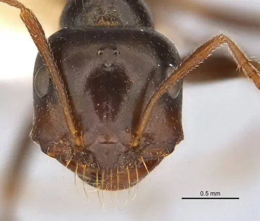 Melophorus prominens specimen