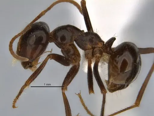 Melophorus prominens specimen