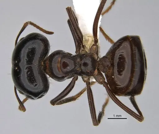 Melophorus prominens - ANIC32-900142-2