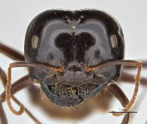 Melophorus prominens - ANIC32-900142-2
