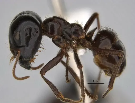 Melophorus prominens - ANIC32-900142-2