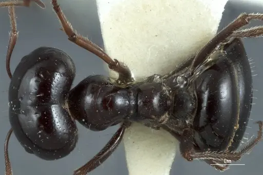 Melophorus prominens - ANTWEB1041105