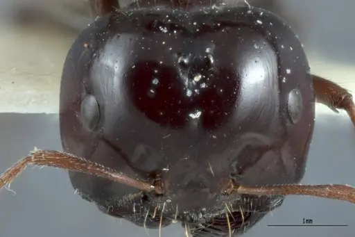 Melophorus prominens - ANTWEB1041105