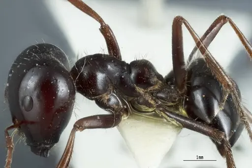 Melophorus prominens - ANTWEB1041105