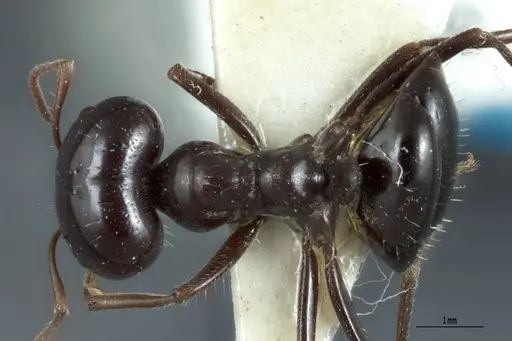 Melophorus prominens - ANTWEB1041106