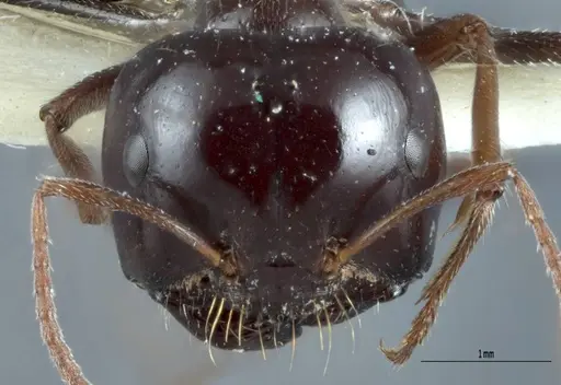 Melophorus prominens - ANTWEB1041106