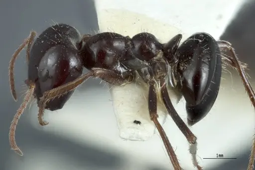 Melophorus prominens - ANTWEB1041106