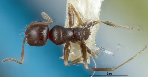 Melophorus propebiroi specimen